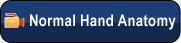 Normal Hand Anatomy